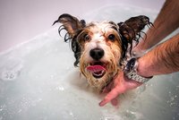 Koronavirus ONLINE: Salony pro psy mají plno a jedou přesčas. A další rozvolnění v Česku
