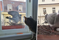 Matějovi (22) se za oknem na Letné uhnízdila Gertruda a snesla vejce: „Budu táta,“ řekl kočce