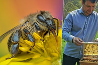 „Největším škůdcem včel je bezohledný člověk,“ říká ředitel výzkumného ústavu. Kolik jich mezi námi žije?