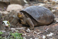 Zázrak přírody: Na Galapágách objevili želvu považovanou za dávno vyhynulou