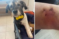 Útok pitbulla na Vinohradech: Pokousal voříška Mila i jeho paničku! Pejsek musel na operaci