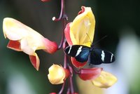 Jedovatá krása: V botanické zahradě vystavují tisíce exotických motýlů, co za unikáty je k vidění?