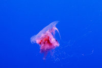 Nebezpečí číhající u pobřeží Chorvatska: Na Jadranu se objevily žahavé medúzy!