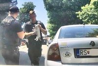Malý chlupáček zachráněn! Policisté vytáhli pejska z rozpáleného auta
