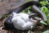 Respekt místo strachu? Nová expozice hadů v pražské zoo hodlá vyvrátit předsudky o zmijích
