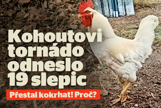Kohoutovi odneslo tornádo 19 slepic: Přestal kokrhat! Proč?