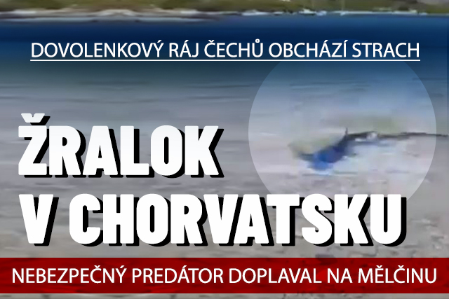 V Chorvatsku viděli žraloka! Plaval na mělčině u pláže