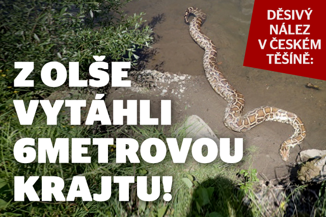 Děsivý nález: Z Olše vytáhli šestimetrovou krajtu!
