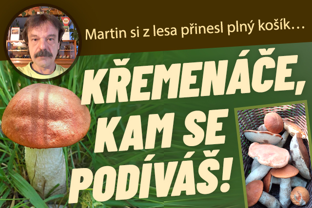 Červená, kam se podíváš: Martinovi naplnily koš křemenáče